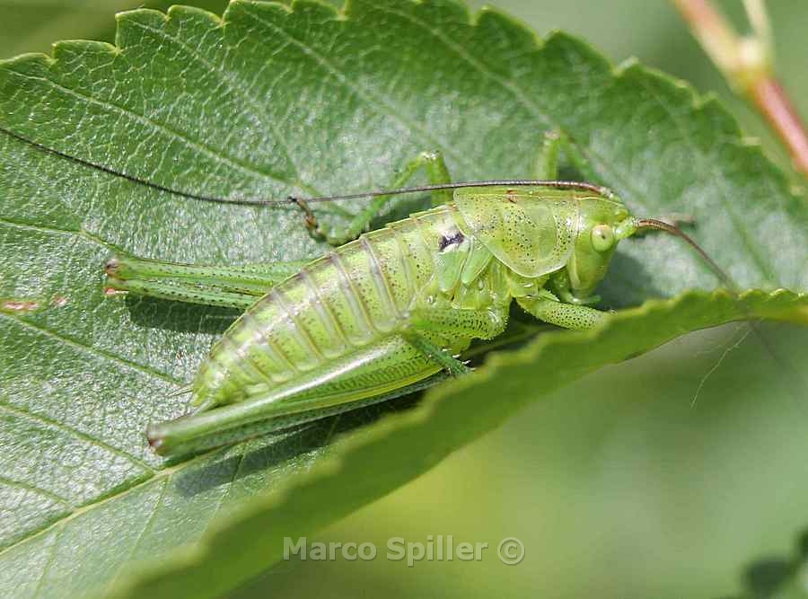 Neanide avanzata di Tettigonia sp.